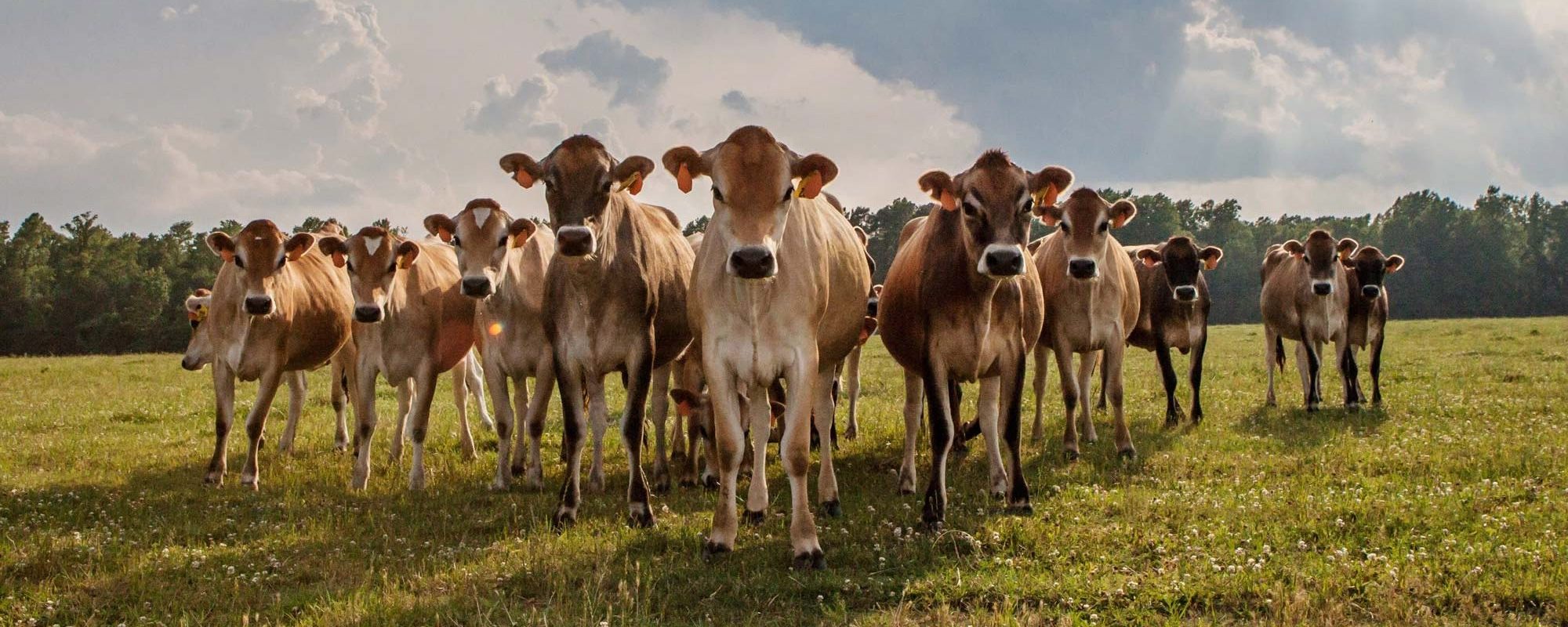 Kabelbaan Beg Voordracht Why Jersey Cows - Simply Natural Creamery